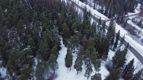 Bird's-aerial-drone-view-of-Baltic-winter-forest,-landscape-covered-in-snow