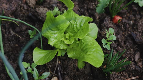 Early-Salad-Leaves-Growing-Outdoor-in-Garden,-Close-Up,-Slow-pan-Left