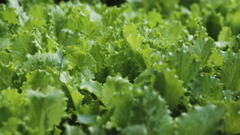 Close-up-shot-of-a-young,-fresh-lettuce-growing-in-a-natural,-organic-garden