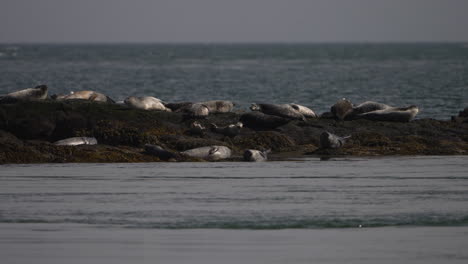 Seals-sunbathing-on-a-small-island-in-the-Atlantic-ocean