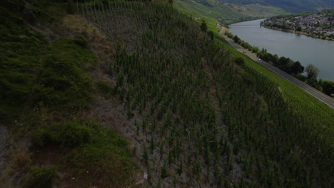 Flight-over-a-vineyard-next-to-lake-Moselle-while-the-camera-is-tilting-down