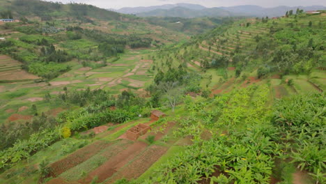 Die-Drohne-Bewegt-Sich-Vorwärts,-Während-Die-Kamera-Nach-Oben-Geneigt-Wird,-Um-Den-Terrassierten-Berghang-In-Ruanda-Freizugeben