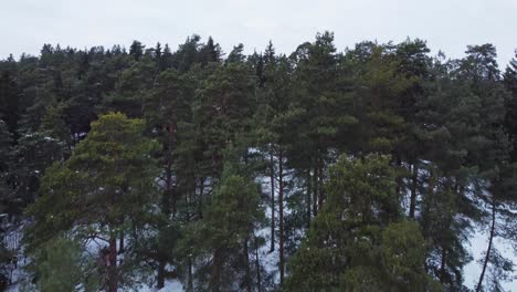 Nadelwaldgebiet-Mit-Schneebedecktem-Boden-In-Der-Wintersaison,-Drohnenansicht-Aus-Der-Luft