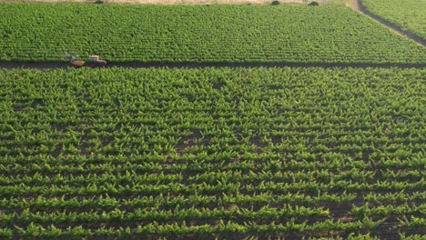 French-vineyards-aerial-drone-shot-view,-tractor-spraying-pesticides,-sideways