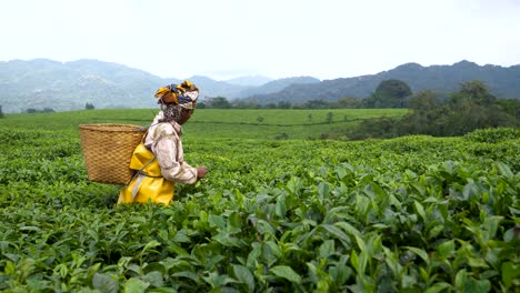 Tea-Leaves-being-Harvested-on-Nyungwe-Tea-Plantation-in-Rwanda,-Africa
