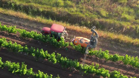 Top-down-dron-view-Non-organic-farming-practices-in-French-vineyards-are-contributing-to-the-decline-in-biodiversity,-damaging-the-delicate-balance-of-the-environment
