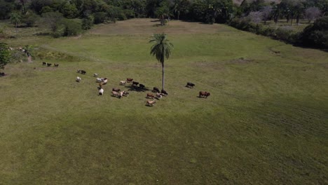 Rinder-Auf-Der-Grünen-Wiese-Von-Venezuela