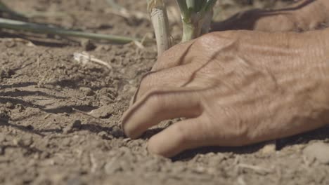 hands-planting-plant-in-the-field