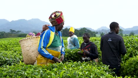 Agricultores-Africanos-Cosechando-Hojas-De-Té-En-La-Plantación-De-Ruanda