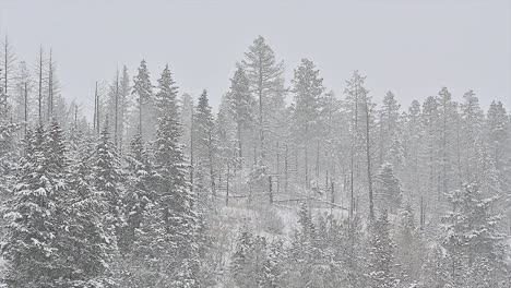 Un-Zoom-Lento-De-Los-Abetos-Cubiertos-De-Nieve-Durante-Una-Tormenta-De-Nieve