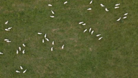 Overhead-aerial-riser-over-flock-of-sheep-grazing-in-green-pasture