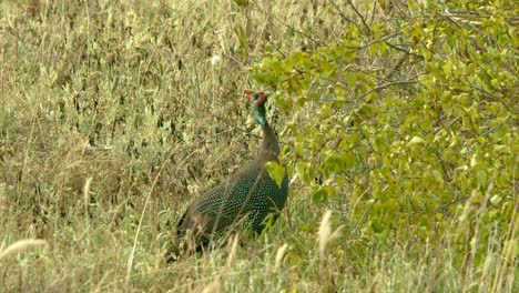 Guinea-Fowl-Bird-Pecking-Food-On-Tree-In-Tsavo-West-National-Park-In-Kenya