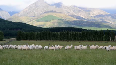 Herd-of-recently-sheared-sheep-in-front-of-majestic-alpine-scenery-in-New-Zealand