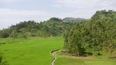 Wide-panning-shot-of-rice-patty-in-valley-of-mountain-range-in-Rwanda