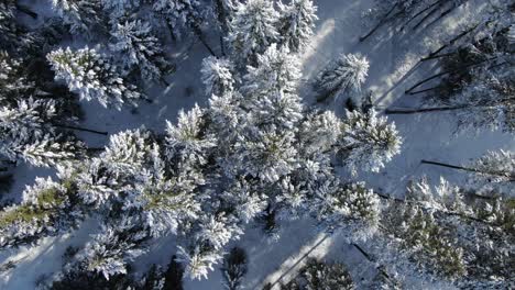 Snowcapped-treetops-of-trees-in-forest