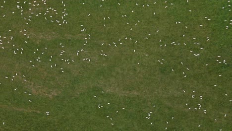 High-angle-top-down-shot-of-flock-of-sheep-grazing-in-lush-green-pasture