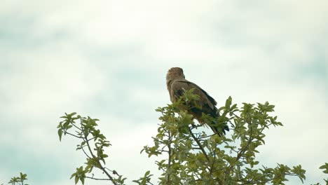 águila-Leonada-Solitaria-Sentada-En-La-Cima-De-Un-árbol-En-El-Parque-Nacional-De-Tsavo,-Kenia