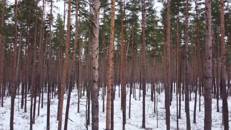 Pine-forest-in-winter,-nature-background-in-tilt-up