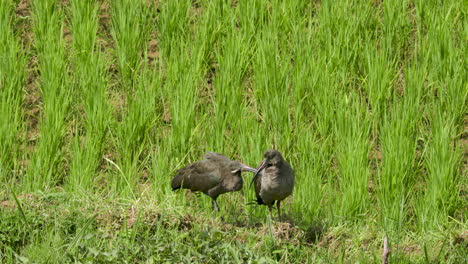 Mittlere-Nahaufnahme-Von-Zwei-Vögeln,-Die-In-Ruanda-In-Reispastetchen-Stehen