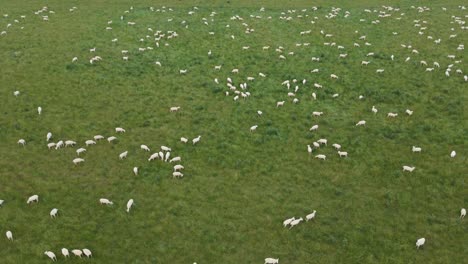 Drone-view-of-sheep-grazing-in-healthy-green-pasture---meat-industry