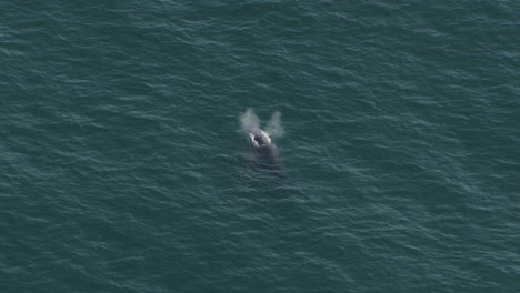 Humpback-Whale-and-Baby-Calf-off-coast-of-Sydney,-Australia---Aerial-Drone-View