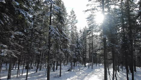 Copos-De-Nieve-Cayendo-En-El-Bosque-Durante-La-Temporada-De-Invierno