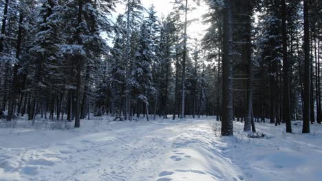First-person-view-walking-in-snowy-forest-while-snowing,-Golden-in-British-Columbia,-Canada