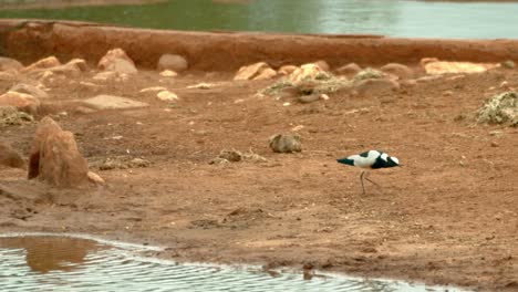 Schmiedkiebitz-Folgt-Einem-Kleinen-Vogel,-Der-In-Der-Nähe-Des-Wasserlochs-Im-Tsavo-West-Nationalpark,-Kenia,-Auf-Nahrungssuche-Geht