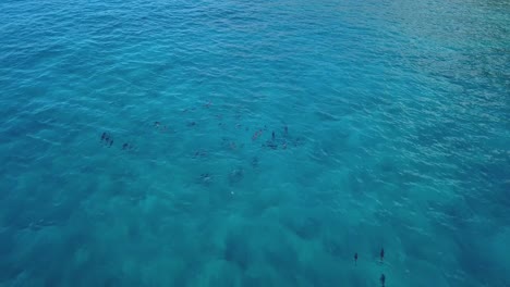 Eine-Herde-Delfine-Schwimmt-Majestätisch,-Während-Touristen-Darauf-Warten,-Ins-Wasser-Zu-Gelangen