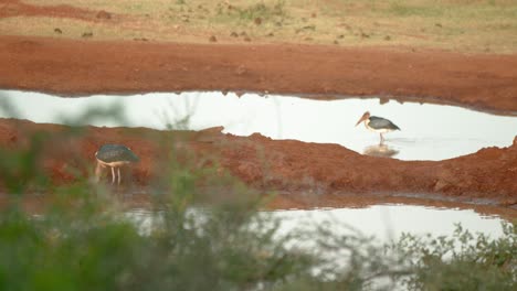Marabou-Storks-Foraging-Food-In-The-Waterhole-In-Kenya