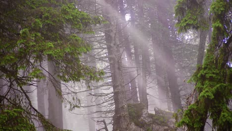 Tilt-up-shot-reveals-a-coniferous-forest-with-mist-and-light-beams-throw-the-tree-branches,-an-overall-surreal-atmosphere