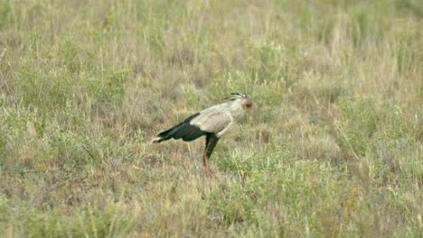 Secretario-Pájaro-Sobre-La-Hierba-En-El-Parque-Nacional-De-Tsavo-West-En-Kenia