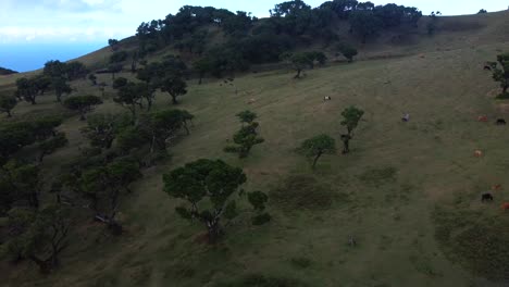 Herding-cows-on-Fanal-forest-hill,-the-Misty-landscape-in-Madeira-Island,-Aerial-view
