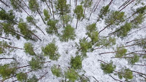 Conifer-forest-tops-with-white-snowy-ground-bellow,-aerial-top-down-spin