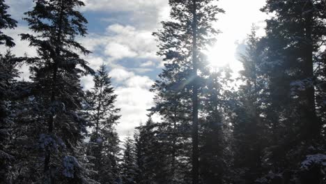 Sunbeams-through-trees-in-coniferous-forest-while-snowing