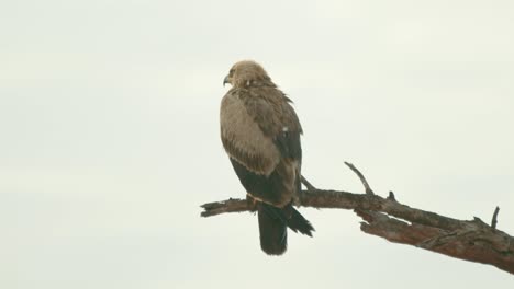 Rear-View-Of-Steppe-Eagle-Sitting-On-The-Branch-Of-Tree