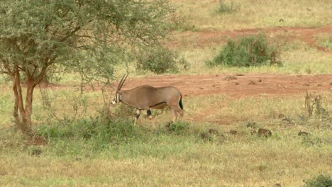 Ostafrikanischer-Oryx-Beim-Wandern-Auf-Dem-Grasland-Im-Tsavo-West-Nationalpark-In-Kenia