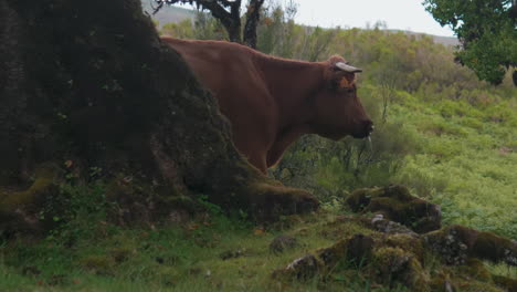 A-cow-emerges-from-behind-a-tree---Slow-motion,-Fanal,-Madeira
