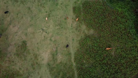Topdown-view-of-herd-of-Cows-grazing-on-Greenery-meadow,-orbiting-shot