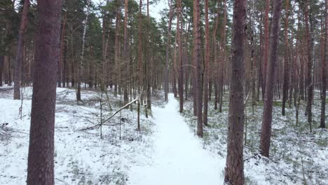 Cold-winter-day-in-forest-with-bare-trees