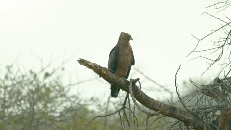 Tawny-Eagle-On-Tree-Branch-In-Tsavo-West-National-Park,-Kenya