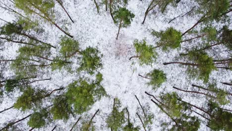 Winter-aerial-downwards-view-over-the-snowy-forest-with-green-pine-tree-top