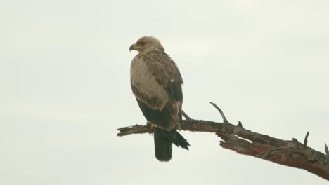 Endangered-Steppe-Eagle-Sitting-On-The-Branch-Of-Tree-In-Masai-Mara,-Kenya