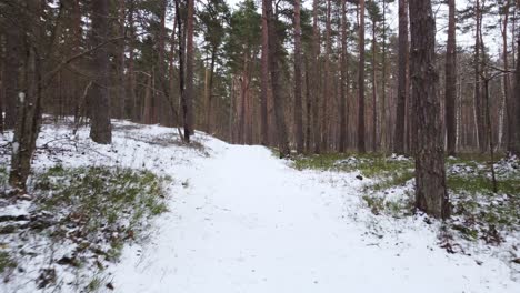Schneebedeckter-Wanderweg-Im-Wald,-Niedriger-Winkel,-Dolly-Herein