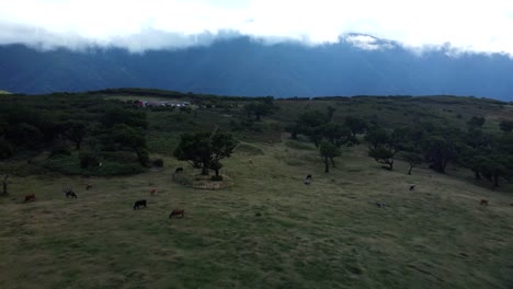 Vista-Aérea-De-Las-Vacas-Pastando-En-El-Prado-En-El-Paisaje-Forestal-Fanal-De-La-Isla-De-Madeira,-Nubes-En-El-Fondo