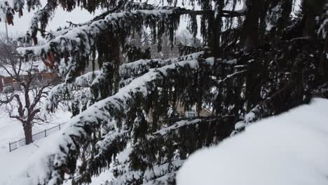Snow-covered-branches-of-evergreen-tree,-drone-fly-in-extremely-close