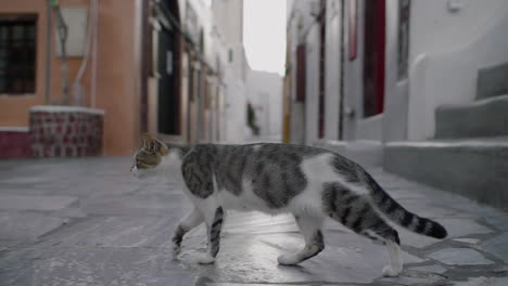 Tabby-cat-crossing-empty-street-of-Oia-in-Slow-motion,-Santorini,-Greece