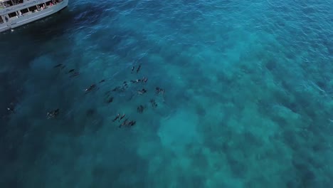 Touristen-Bewundern-Delfinschulen,-Die-Friedlich-Im-Tropischen-Blauen-Wasser-Schwimmen