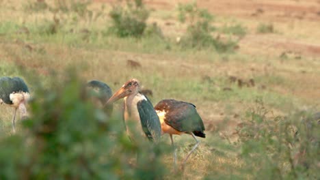 Mustering-Of-Marabou-Storks-At-The-Tsavo-West-National-Park-In-Kenya