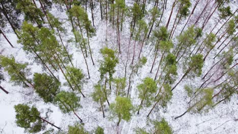 Green-pine-tree-tops-and-white-forest-ground-in-winter-season,-aerial-view